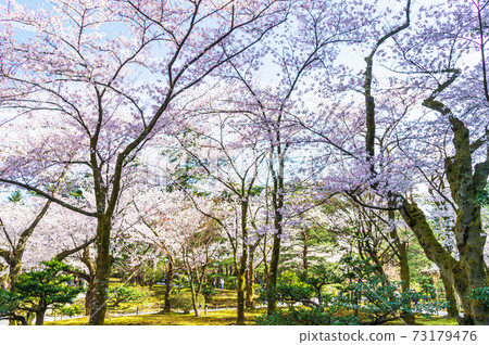 Ishikawa Prefecture, Spring Kenrokuen Ishikawa Prefecture, Spring Kenrokuen 73179476