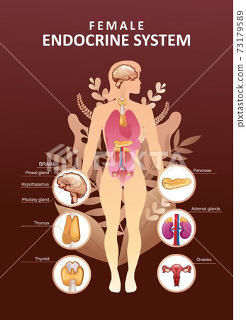 human endocrine system organs poster - Stock Illustration [73179589 ...