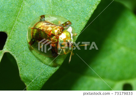 Aspidomorpha indica (golden mold) Aspidomorpha indica (golden mold) 73179833