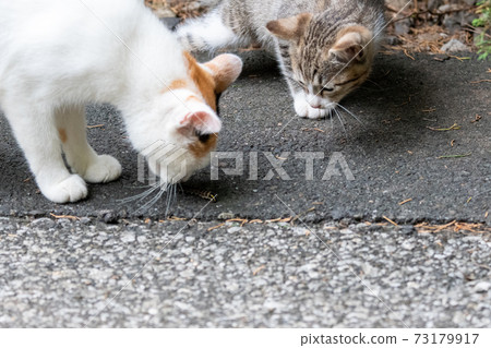 Cat parent and child Cat parent and child 73179917
