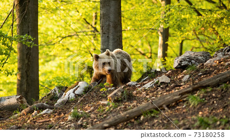 Brown bear walking in forest in sprintime nature. Brown bear walking in forest in sprintime nature. 73180258