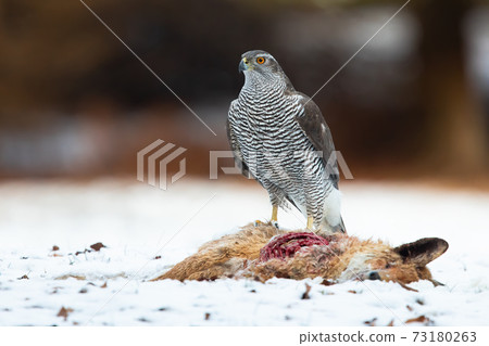 Northern goshawk standing next to dead fox on snow 73180263