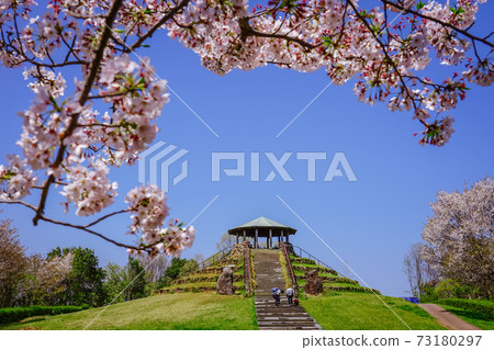 被櫻花包圍的春天公園“神奈川縣誌之森公園”觀景廣場 73180297