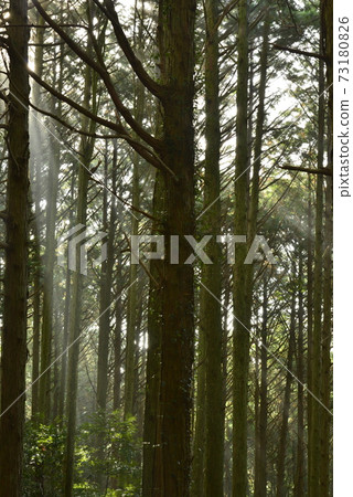 (Eco image) Forest that shines (Eco image) Forest that shines 73180826