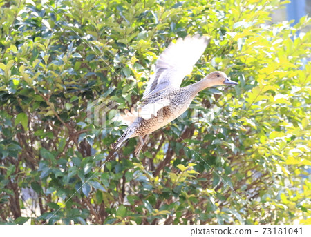 The flight of the duckbill (female) 73181041