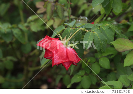 Arao City Ominous Citizen Flower Bed Rose Flower, Arao City Ominous Citizen Flower Bed Rose Flower, 73181798