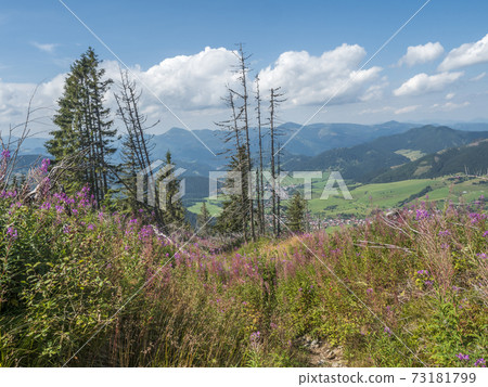 view on village Liptovska Luzna with pink blooming flowers at foothills of Low Tatras mountains with mountains. Slovakia, summer sunny day, blue sky white clouds background view on village Liptovska Luzna with pink blooming flowers at foothills of Low Tatras mountains with mountains. Slovakia, summer sunny day, blue sky white clouds background 73181799