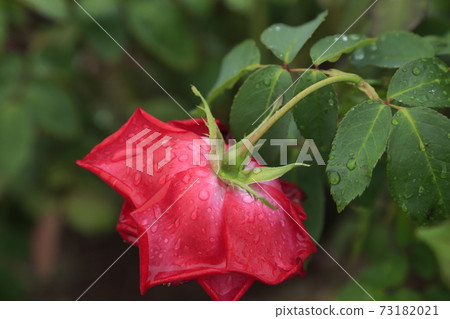 Arao City Ominous Citizen Flower Bed Rose Flower, 73182021