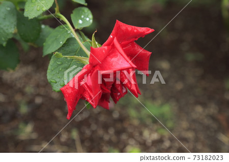 Arao City Ominous Citizen Flower Bed Rose Flower, 73182023