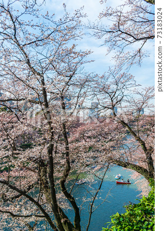 Chidorigafuchi Park, blue sky and cherry blossoms in full bloom 73183024