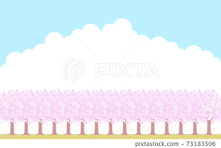 一排排的櫻花樹並排盛開，藍天白雲的背景，插圖素材 73183506