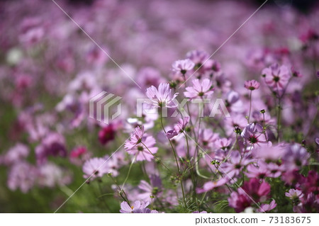 Omuta City Suwa Park Cosmos, Omuta City Suwa Park Cosmos, 73183675