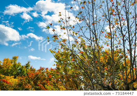 Clouds and autumn leaves in the blue sky of Kyoto Sweetgum zelkova Clouds and autumn leaves in the blue sky of Kyoto Sweetgum zelkova 73184447