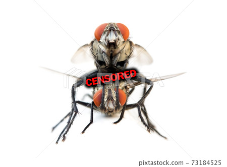 A pair of house flies copulate on a white background with text Censored covered part of connect. A pair of house flies copulate on a white background with text Censored covered part of connect. 73184525