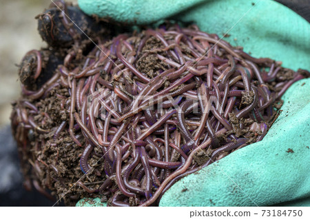 Farmer hands holding Fertile soil 73184750