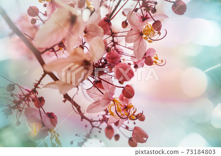 Blossoming cassia Blossoming cassia 73184803