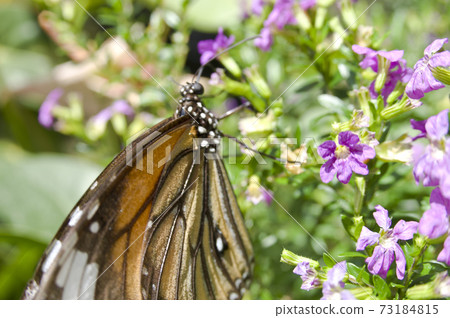 Butterflies are sucking nectar on purple flowers. The name of the butterfly is Danaus genutum. Butterflies are sucking nectar on purple flowers. The name of the butterfly is Danaus genutum. 73184815