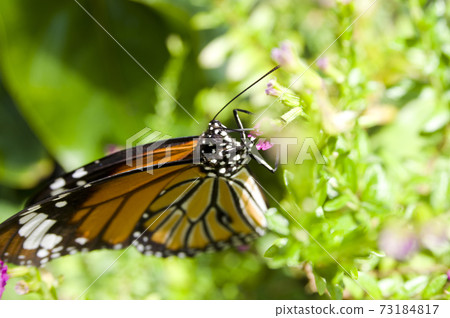 Butterflies are sucking nectar on purple flowers. The name of the butterfly is Danaus genutum. Butterflies are sucking nectar on purple flowers. The name of the butterfly is Danaus genutum. 73184817
