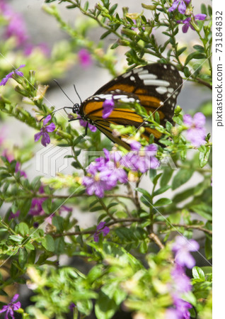 Butterflies are sucking nectar on purple flowers. The name of the butterfly is Danaus genutum. Butterflies are sucking nectar on purple flowers. The name of the butterfly is Danaus genutum. 73184832