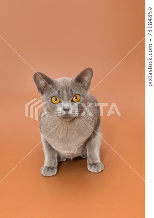 Beautiful cat of the European Burmese breed Beautiful cat of the European Burmese breed 73184859