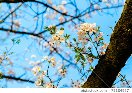 Spring Philosophy Park, cherry blossoms in full bloom 73184957