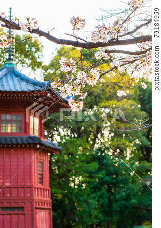 Spring Philosophy Park, cherry blossoms in full bloom Spring Philosophy Park, cherry blossoms in full bloom 73184959