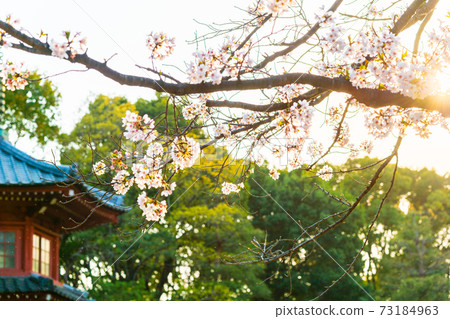 Spring Philosophy Park, cherry blossoms in full bloom 73184963