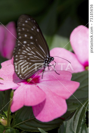 Tsumurasaki Madara正在吮吸粉紅色花朵的蜂蜜。 73185656