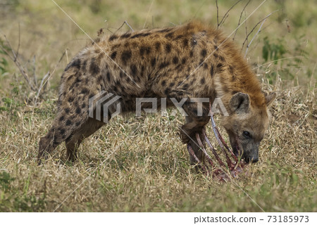 Hyena South Africa Hyena South Africa 73185973