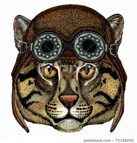 Wild fishing cat portrait. Animal face. Aviator motorcycle biker helmet with glasses Wild fishing cat portrait. Animal face. Aviator motorcycle biker helmet with glasses 73186056