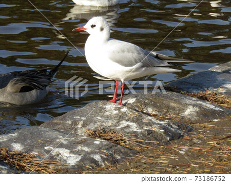 Winter migratory black gull came to Inage Kaihin Park 73186752