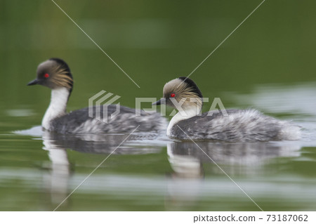 Silvery Grebe, Patagonia, Argentina Silvery Grebe, Patagonia, Argentina 73187062
