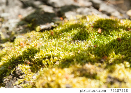 Green moss on a tree 73187318