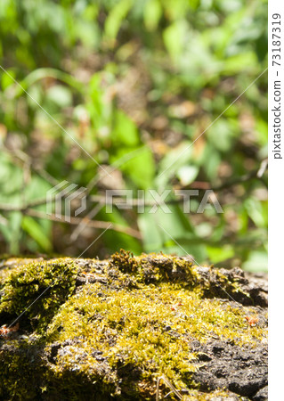Green moss on a tree Green moss on a tree 73187319