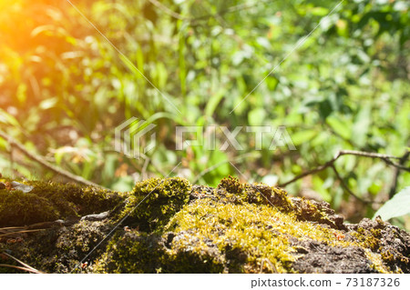 Green moss on a tree Green moss on a tree 73187326