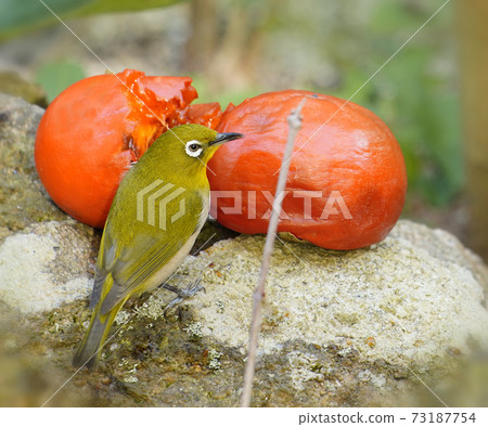 A cute white-eye that came to sing the fruit of a persimmon in the garden A cute white-eye that came to sing the fruit of a persimmon in the garden 73187754