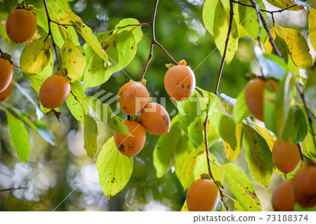 樹果 樹果 73188374