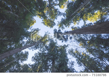 Scenery looking up at the cedar forest Scenery looking up at the cedar forest 73188786