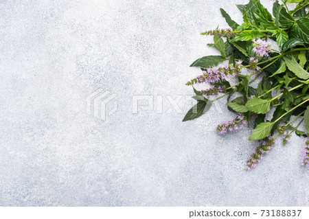 Fresh mint sprigs with leaves and flowers on a gray concrete background. Copy space. Fresh mint sprigs with leaves and flowers on a gray concrete background. Copy space. 73188837