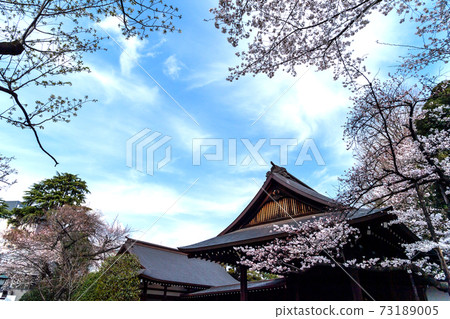 春靖國神社，櫻花盛開 73189005