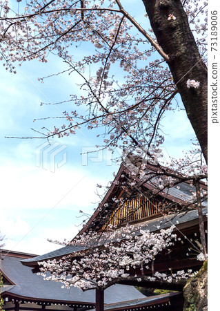 Spring Yasukuni Shrine, cherry blossoms in full bloom Spring Yasukuni Shrine, cherry blossoms in full bloom 73189006