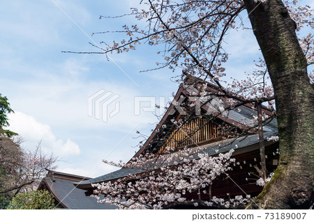 春靖國神社,櫻花盛開 春靖國神社,櫻花盛開 73189007