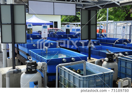 PORT DICKSON, MALAYSIA - MAY 15, 2017: Baby turtle breeding pond. Baby turtle will be kept here to the age of 2 years before being released into the sea. 73189780