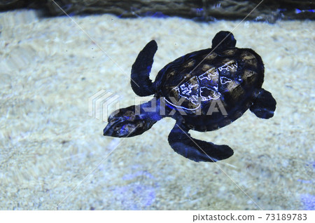 Baby of turtle called Penyu Agar or scientific name Chelonia Mydas in the breeding aquarium. Baby turtle will be kept to the age of 2 years before being released into the sea. Baby of turtle called Penyu Agar or scientific name Chelonia Mydas in the breeding aquarium. Baby turtle will be kept to the age of 2 years before being released into the sea. 73189783