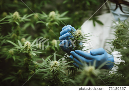 Researchers use hand to hold or examine cannabis plants in the greenhouse for medical research. Marijuana Sativa research concept. CBD oil, Herbal medicine Researchers use hand to hold or examine cannabis plants in the greenhouse for medical research. Marijuana Sativa research concept. CBD oil, Herbal medicine 73189867