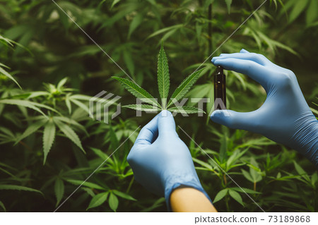 Researchers use hand to hold or examine cannabis plants in the greenhouse for medical research. Marijuana Sativa research concept. CBD oil, Herbal medicine Researchers use hand to hold or examine cannabis plants in the greenhouse for medical research. Marijuana Sativa research concept. CBD oil, Herbal medicine 73189868