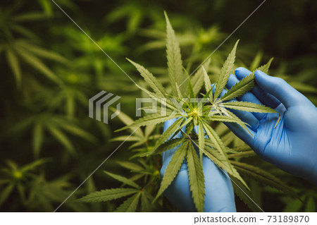Researchers use hand to hold or examine cannabis plants in the greenhouse for medical research. Marijuana indica research concept. CBD oil, Herbal medicine Researchers use hand to hold or examine cannabis plants in the greenhouse for medical research. Marijuana indica research concept. CBD oil, Herbal medicine 73189870