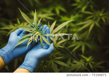 Researchers use hand to hold or examine cannabis plants in the greenhouse for medical research. Marijuana indica research concept. CBD oil, Herbal medicine 73189871