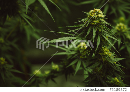 Flower bud of cannabis Satival in the greenhouse, marijuana flower bud background, herbal medicine Flower bud of cannabis Satival in the greenhouse, marijuana flower bud background, herbal medicine 73189872