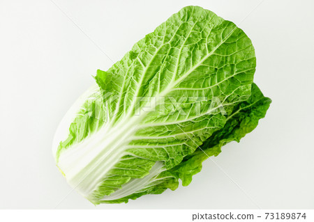 Cabbage 73189874
